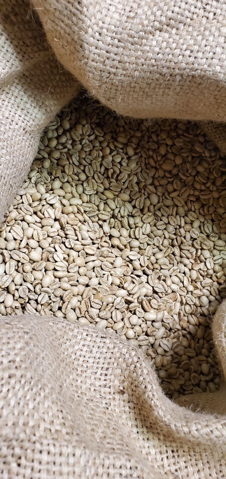 5 LB INDIA MONSOON MALABAR MONSOONED UNROASTED GREEN COFFEE BEANS – ARABICA