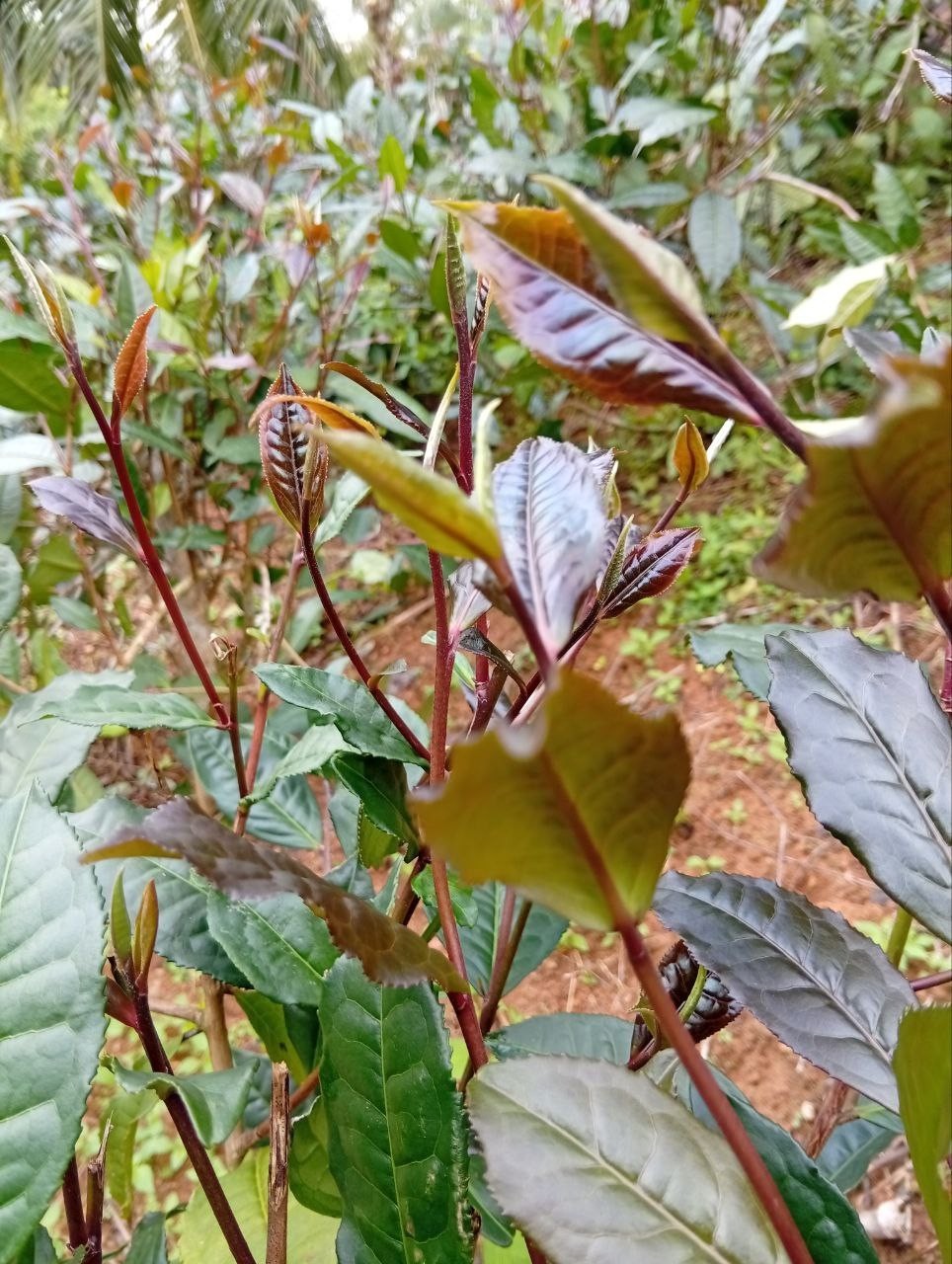 Best Ceylon Silver While Tea Dried Leaves 75 Handpicked Natural Strong & Quality