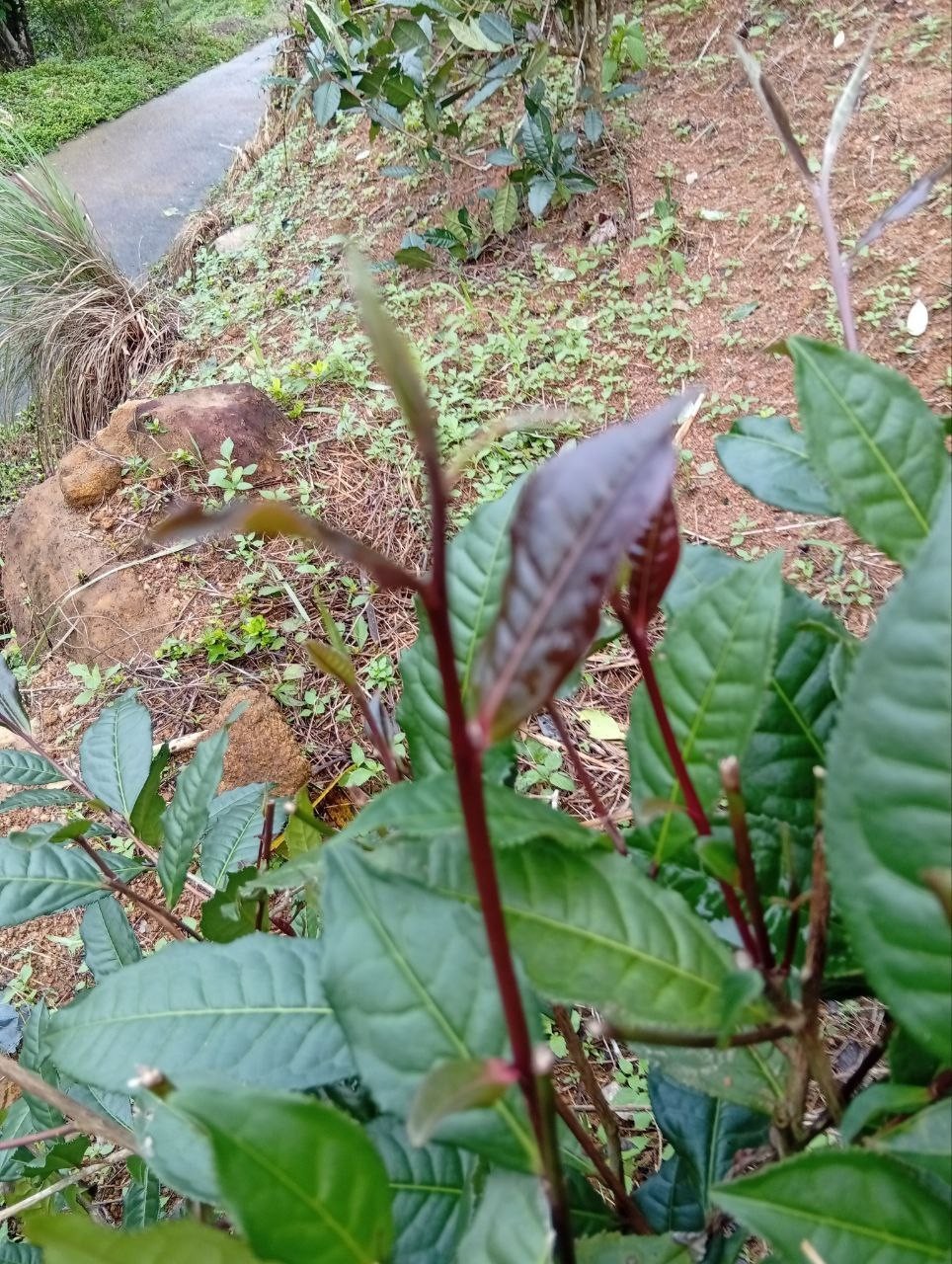 Best Ceylon Silver While Tea Dried Leaves 75 Handpicked Natural Strong & Quality
