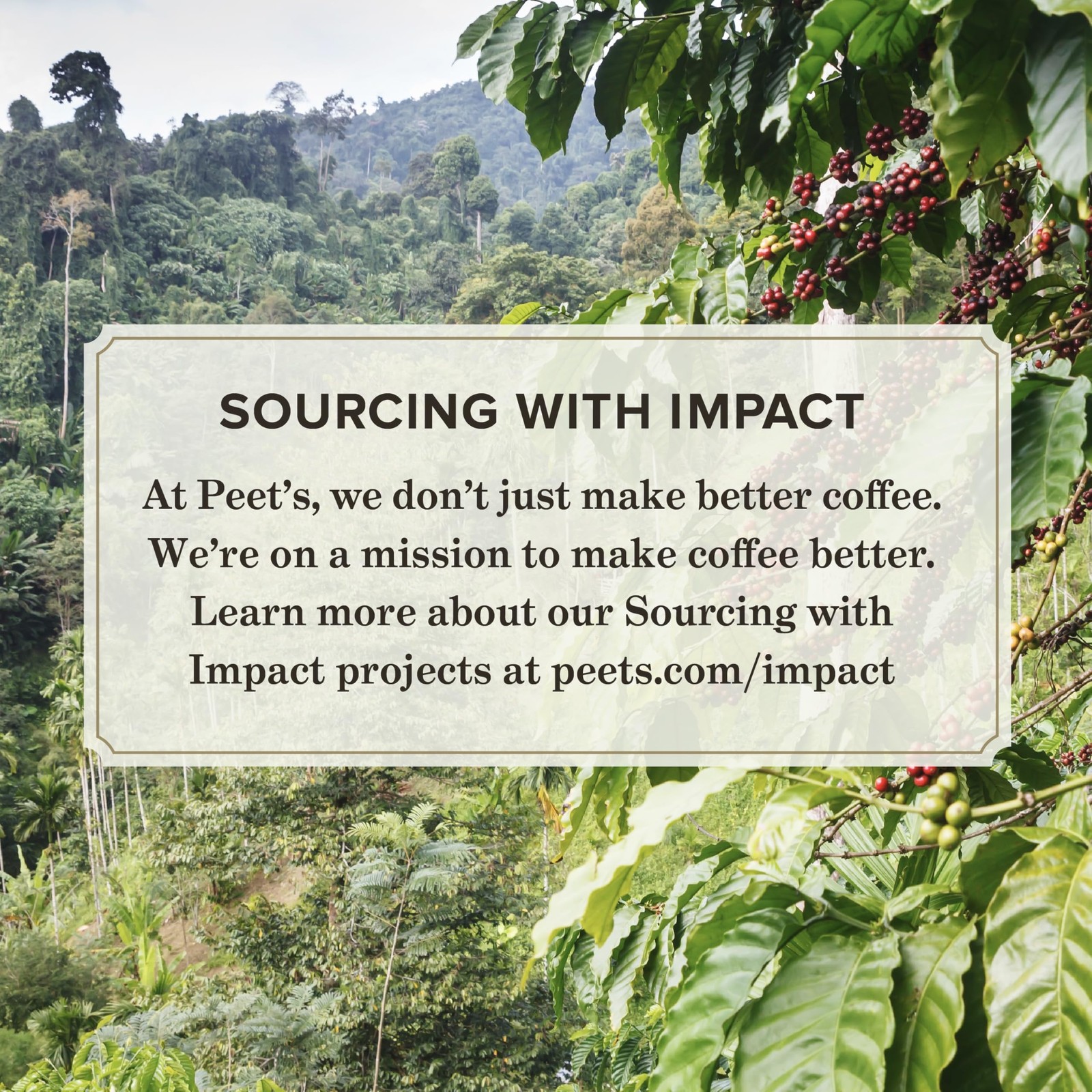 Peet’s Coffee, Dark Roast Ground Coffee Decaf House Blend 6 Bags of 10.5 Ounces