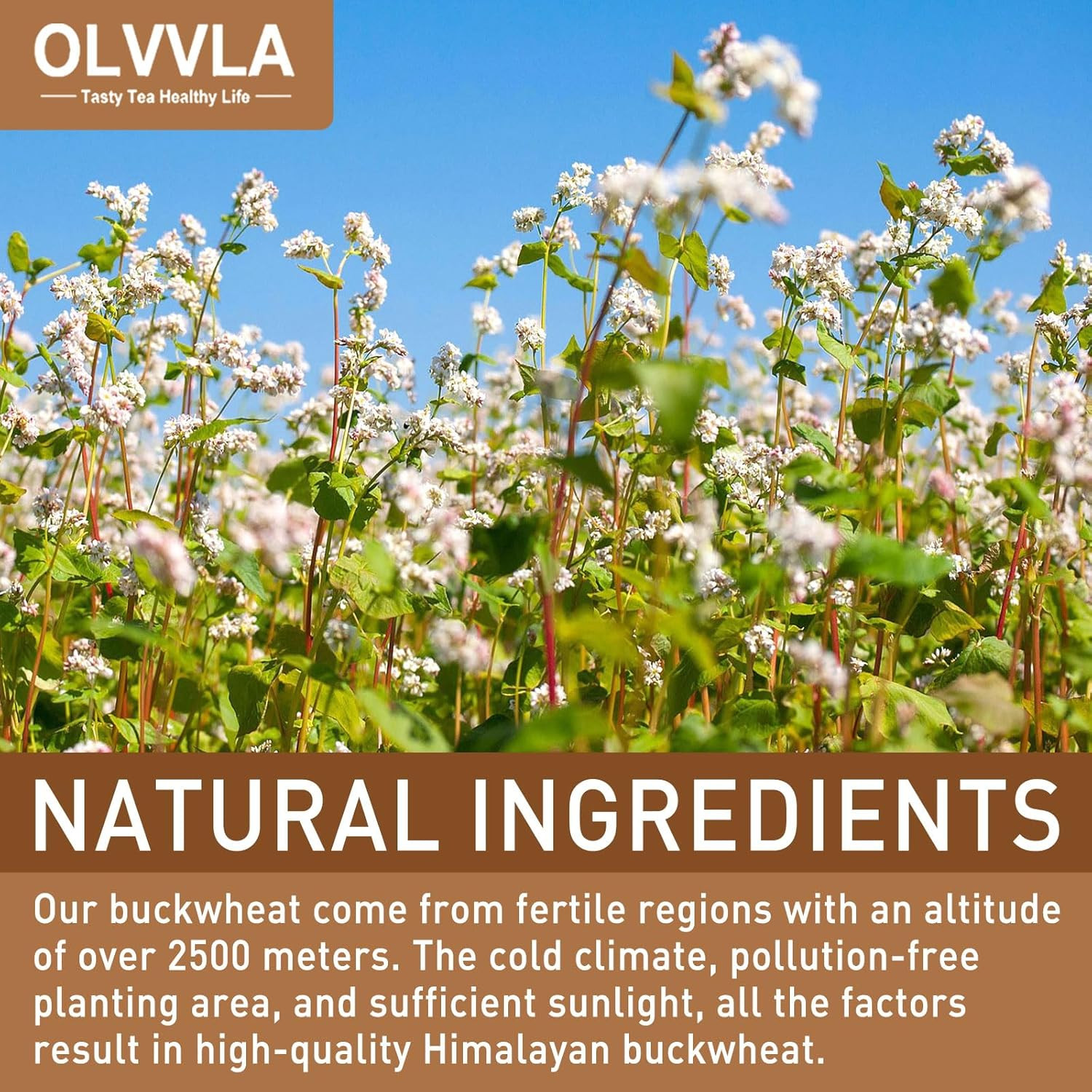 Olvvla – Himalayan Tartary Buckwheat – 8Oz/227G – Premium Roasted Buckwheat Tea