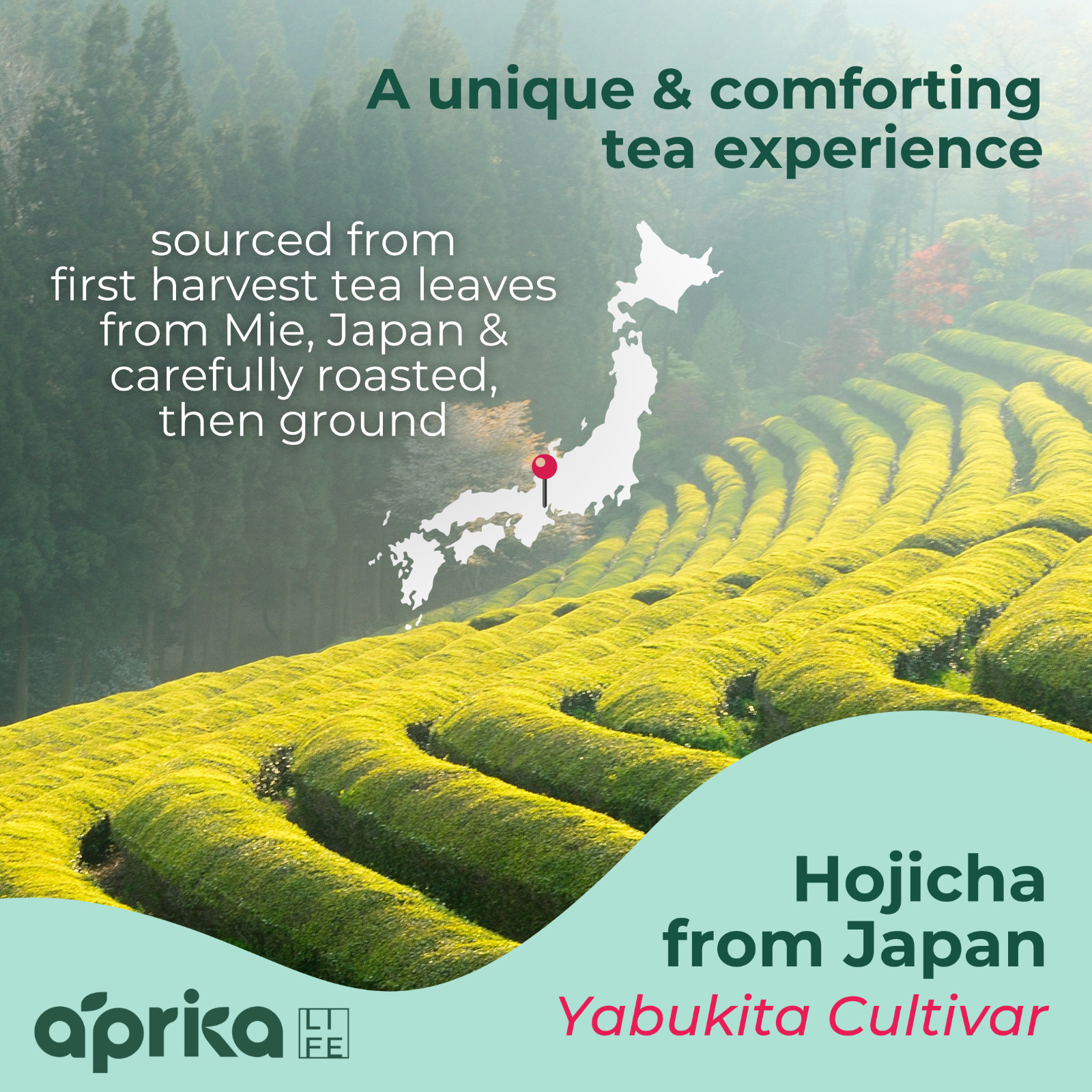 Organic Hojicha Roasted Green Tea Powder – Authentic Japanese Tea 100g/3.5 oz