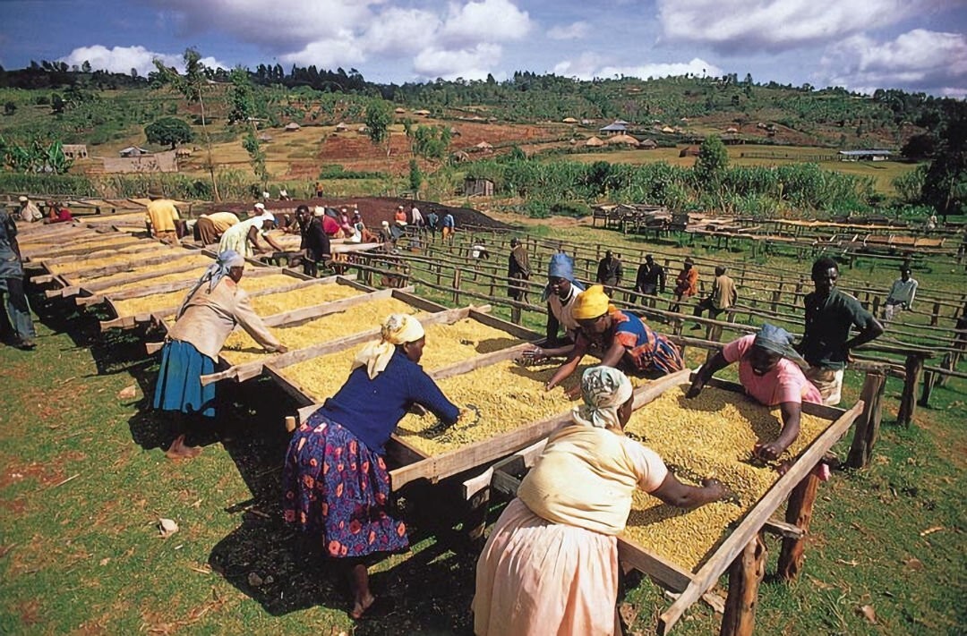 Kenya AA-plus, unroasted green coffee beans, smallholder farms, Mt. Kenya, 4lbs