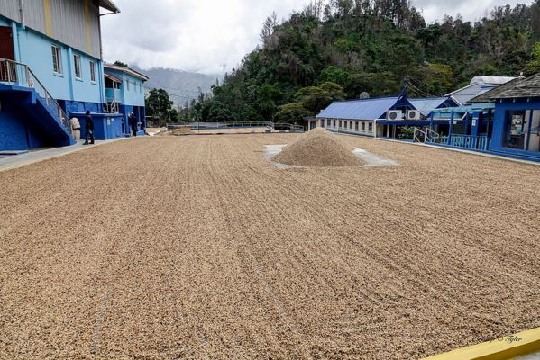 MEXICAN CHIAPAS COFFEE BEANS MEDIUM ROASTED 5 POUNDS IN 1 POUND BAGS