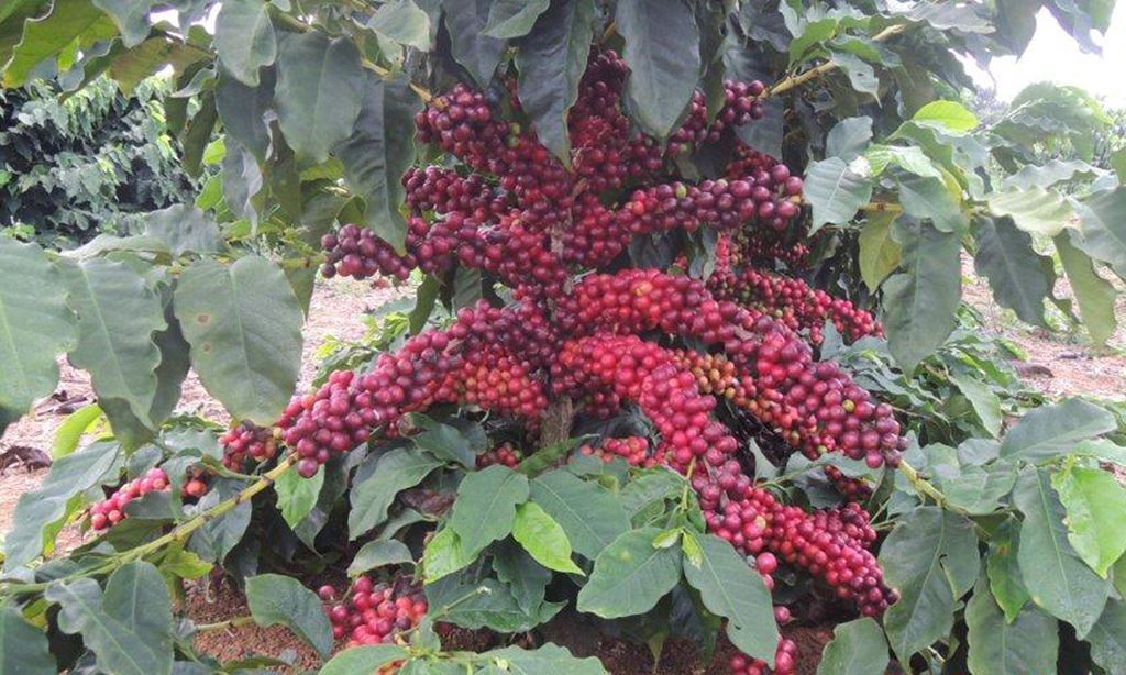 BRAZIL – Premium Specialty Coffee – Unroasted Green Beans for Home Roasters