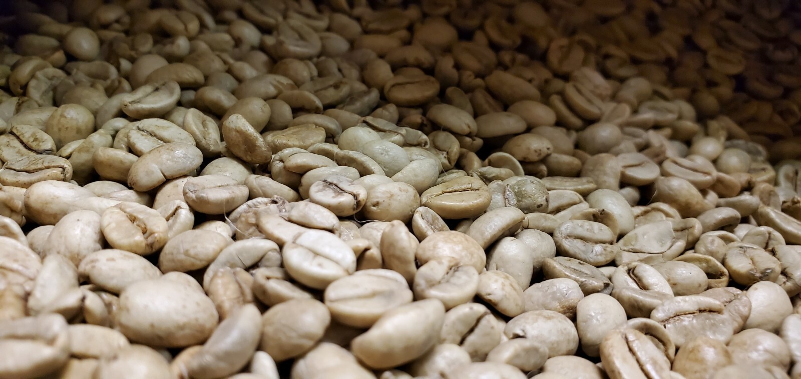 5 LB INDIA MONSOON MALABAR MONSOONED UNROASTED GREEN COFFEE BEANS – ARABICA