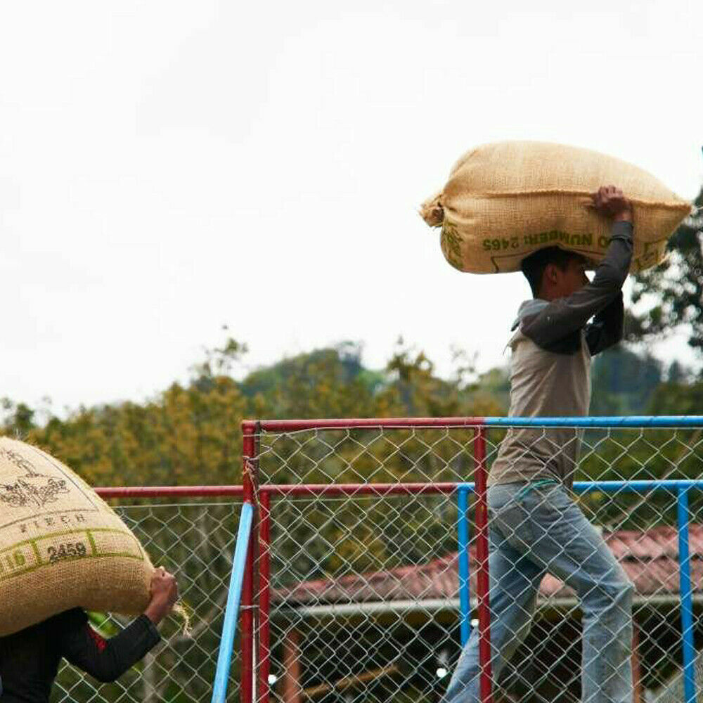 Guatemala Antigua Coffee Beans Medium Roasted Daily 5 Pounds In 1 Pound Bags