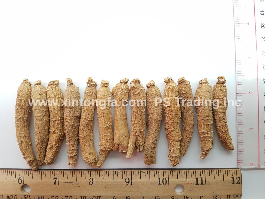 4oz to 1LB- 100% Small Wisconsin American Ginseng Root Long (#G1.1) 純正美国威州花旗蔘小長泡