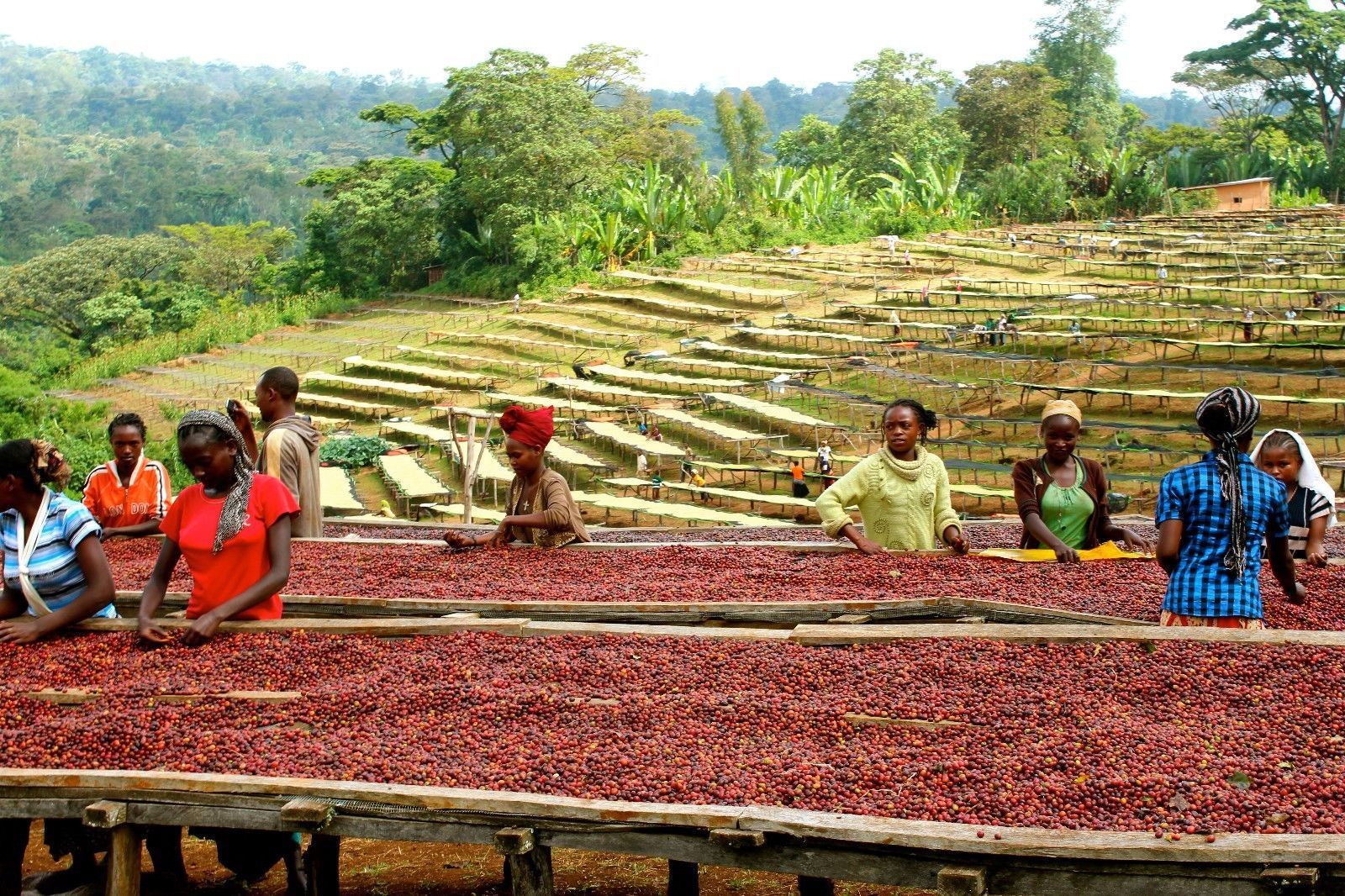 AA KAHINDU KENYA COFFEE BEANS MEDIUM ROASTED 5 POUNDS