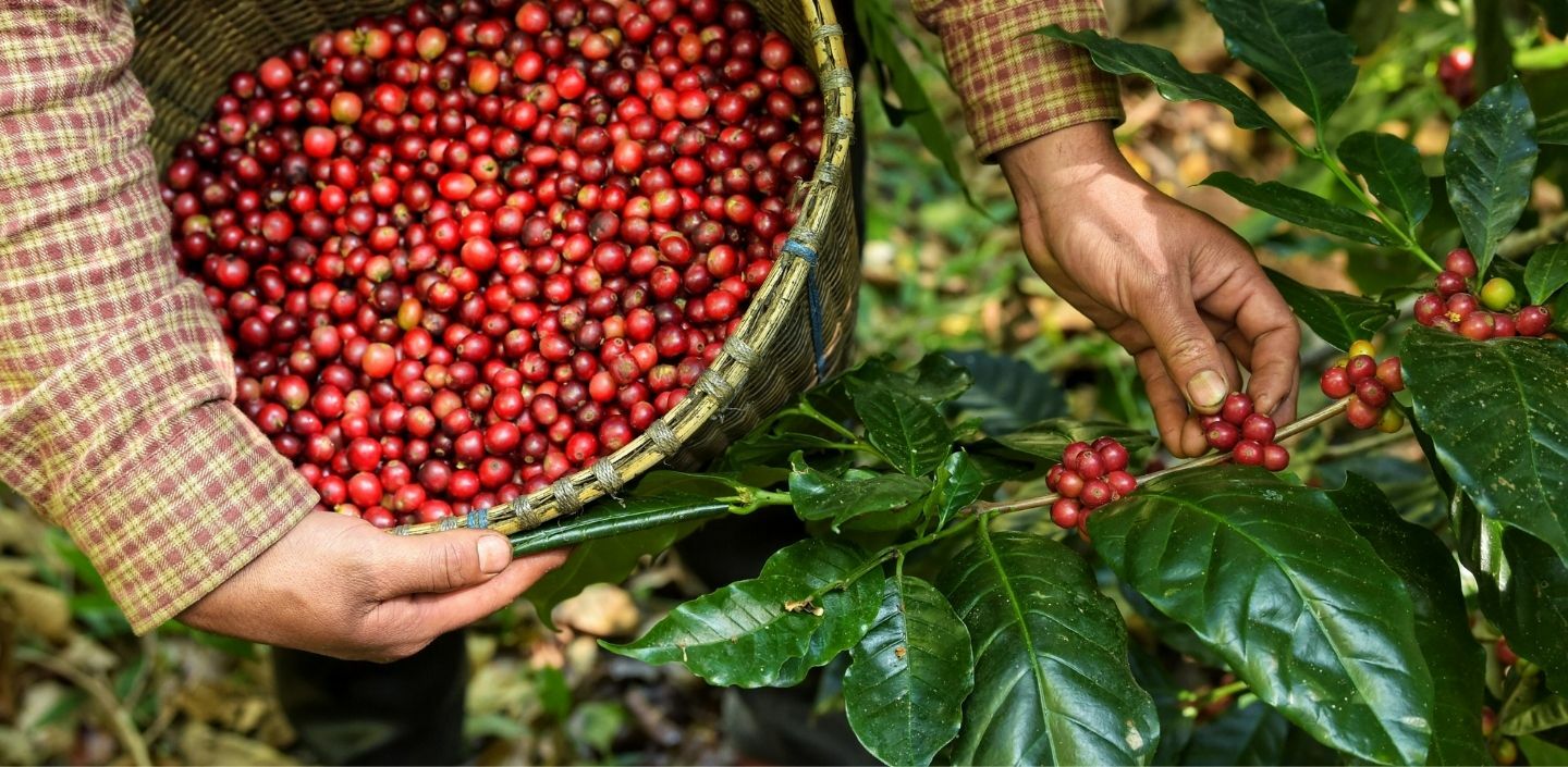 Costa Rica, Cascara Tea, Dried Coffee Fruit Berry / Cherry Tea – 4 oz Bag