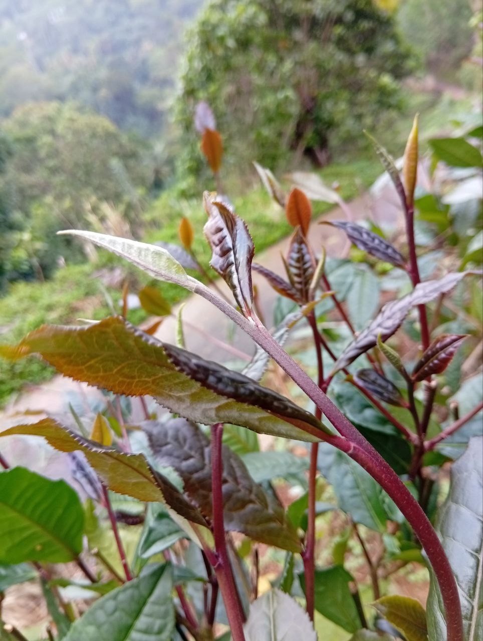 Best Ceylon Silver While Tea Dried Leaves 75 Handpicked Natural Strong & Quality