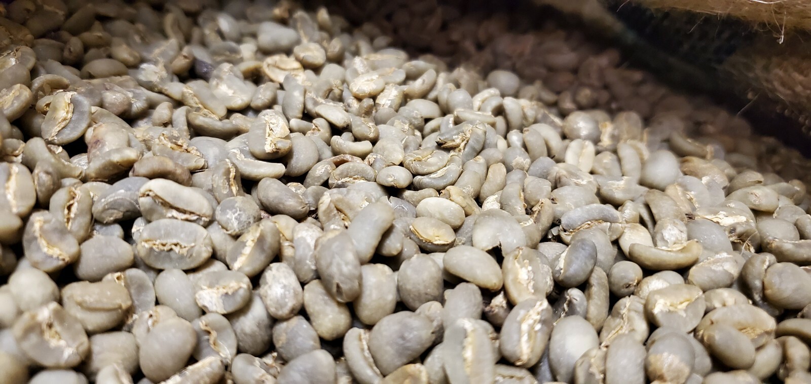 5 LB INDONESIA SUMATRA MANDHELING UNROASTED GREEN COFFEE BEANS – ARABICA