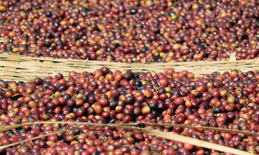 Coffee Beans Panama Bouquet Fresh Roasted Dark Daily 2 Pounds, 1 Pound Bags