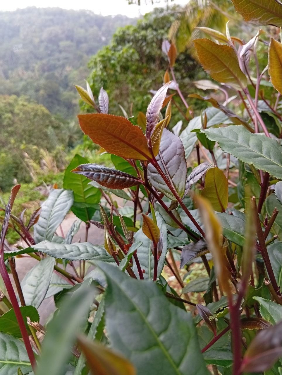 Best Ceylon Silver While Tea Dried Leaves 75 Handpicked Natural Strong & Quality