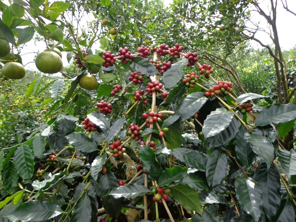 Lavanta Coffee Costa Rica Tarrazu Arabica Green or Roasted Coffee