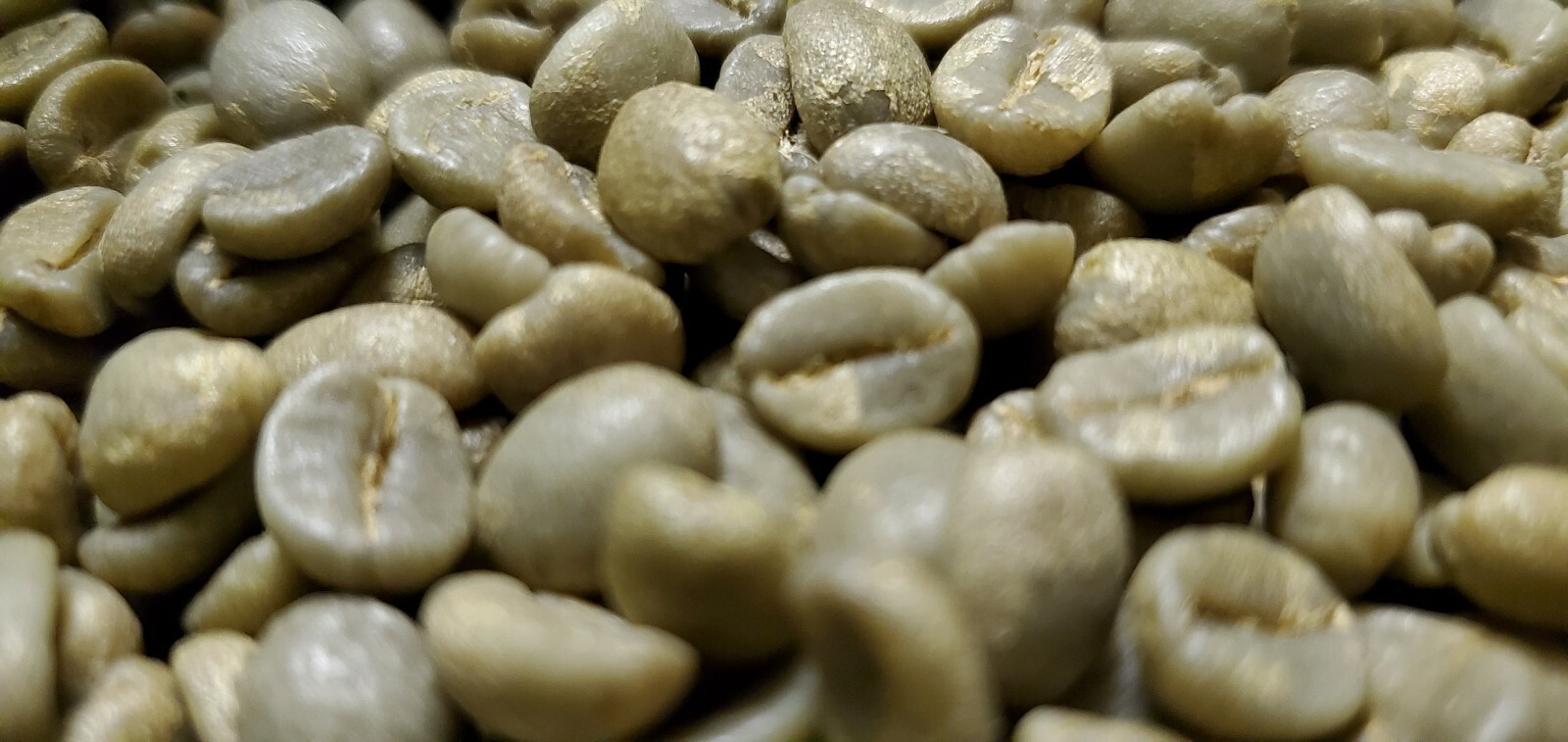 5 LB COSTA RICA, COSTA RICAN, UNROASTED GREEN COFFEE BEANS FIVE POUND – ARABICA