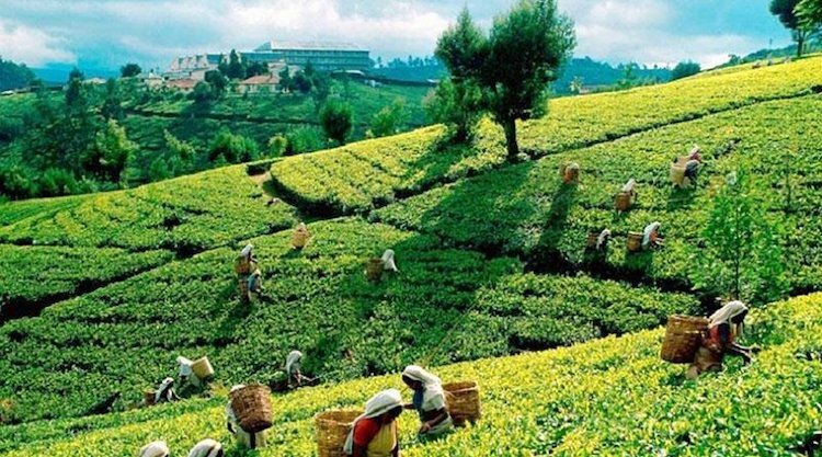 Black Tea Fresh Single Estate Ceylon Orange Pekoe OP – Loose Leaf Tea