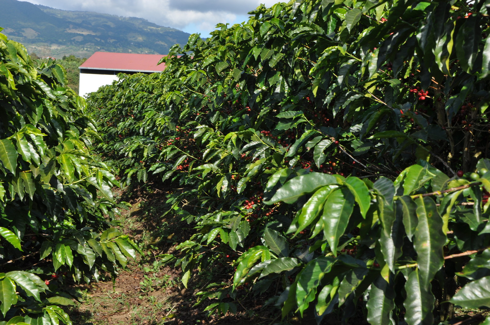 SUMATRA ESPRESSO DARK ROASTED COFFEE BEANS 5 POUNDS IN 1 POUND BAGS