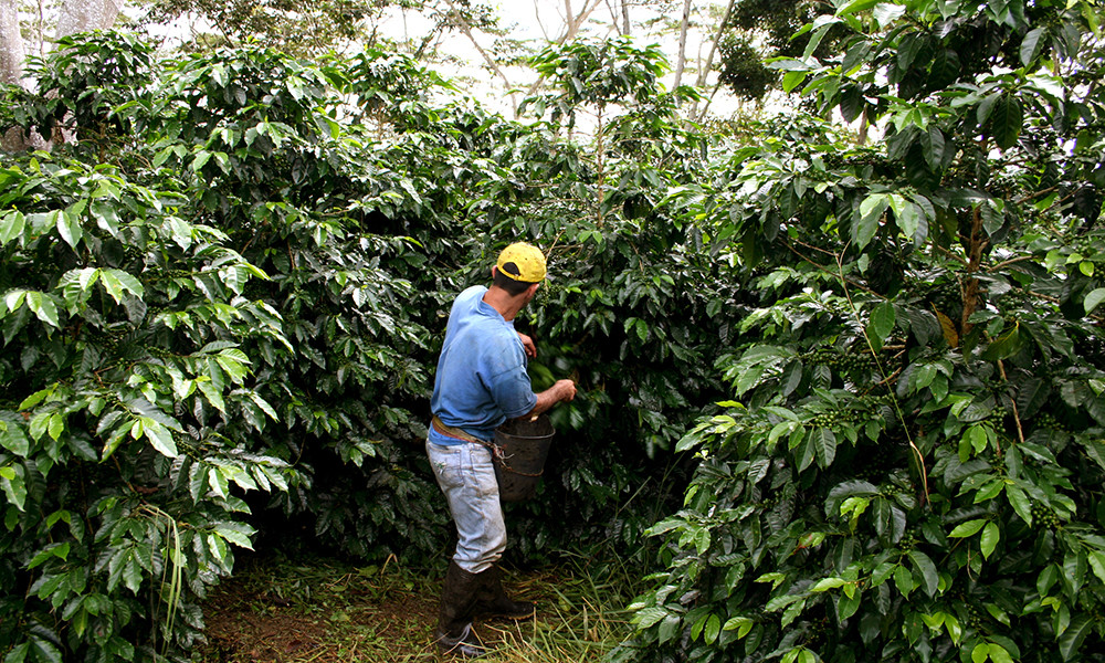 KENYA AA KAHINDU COFFEE BEANS MEDIUM ROASTED 2 POUNDS