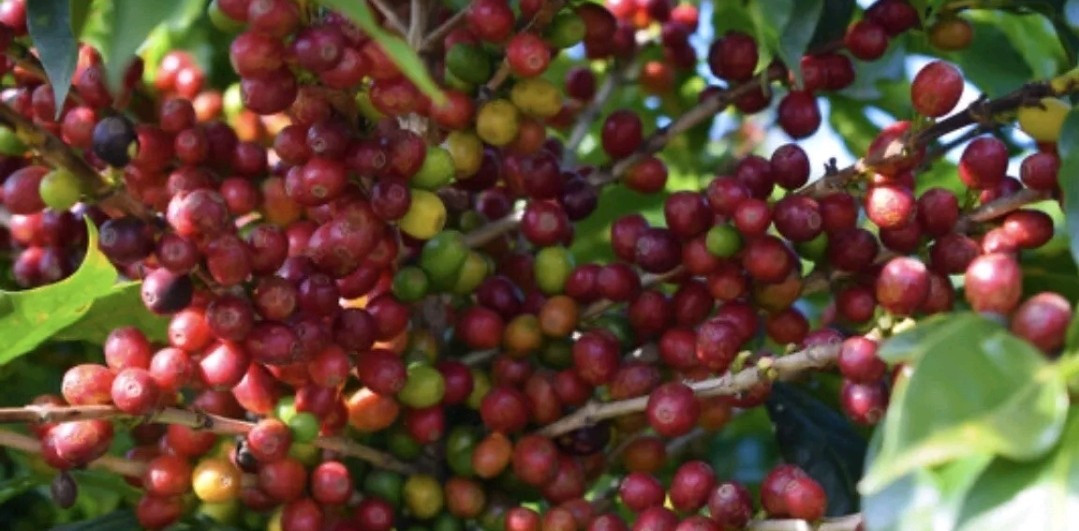 Coffee
