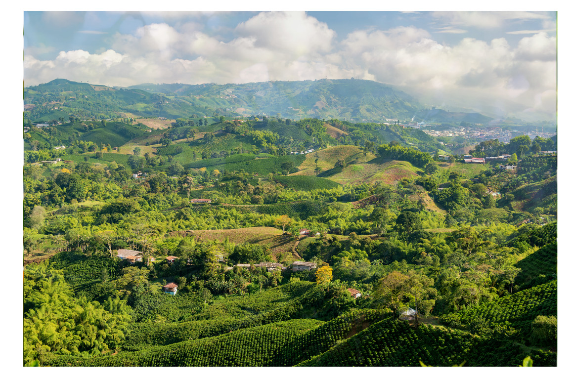 Colombia SUPREMO – Unroasted Coffee Bean – 2, 5, 10, 20lb bag Single Origin
