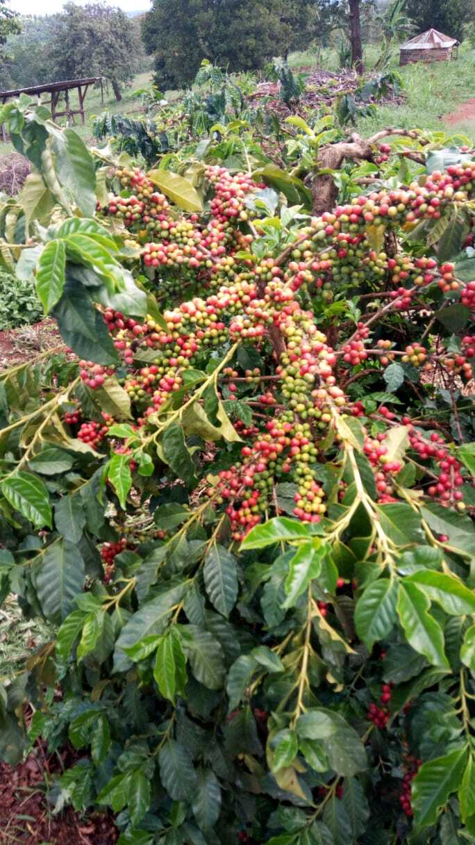 2Lb Kenya AA Coffee Superior Grade