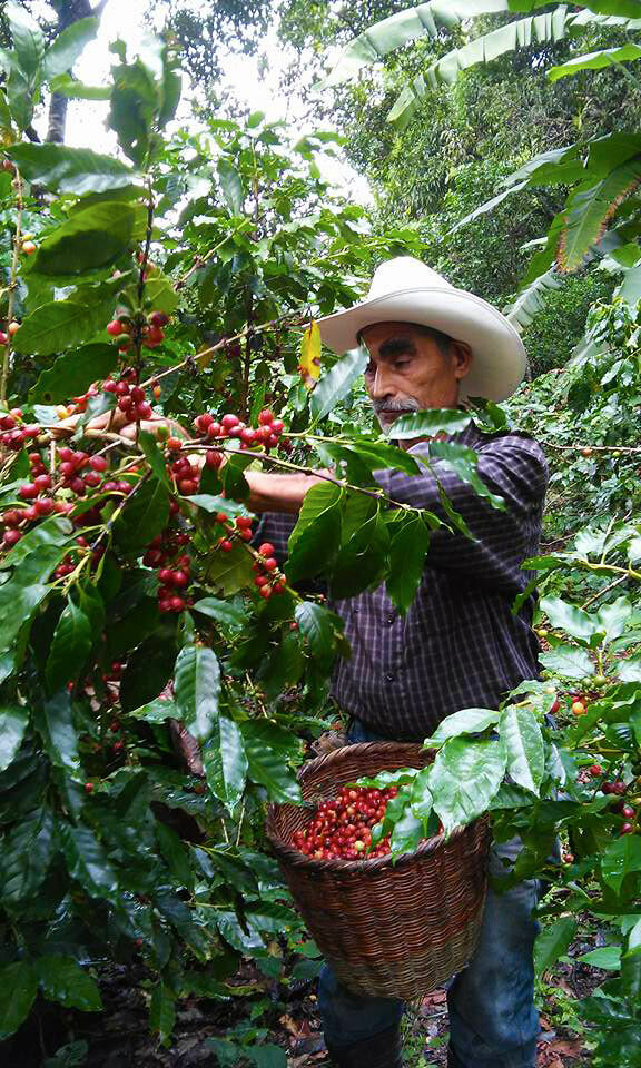 2 lb 5 lb 10 lb HONDURAS FRESH ROASTED SINGLE ORIGIN COFFEE BEANS – ARABICA