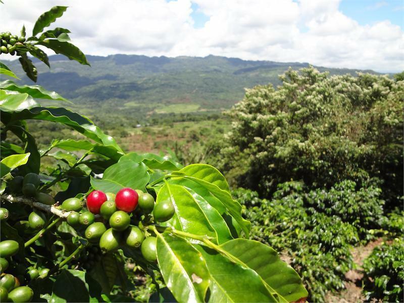 BRAZILIAN YELLOW BOURBON COFFEE BEANS MEDIUM ROASTED 5 POUNDS IN 1 POUND BAGS