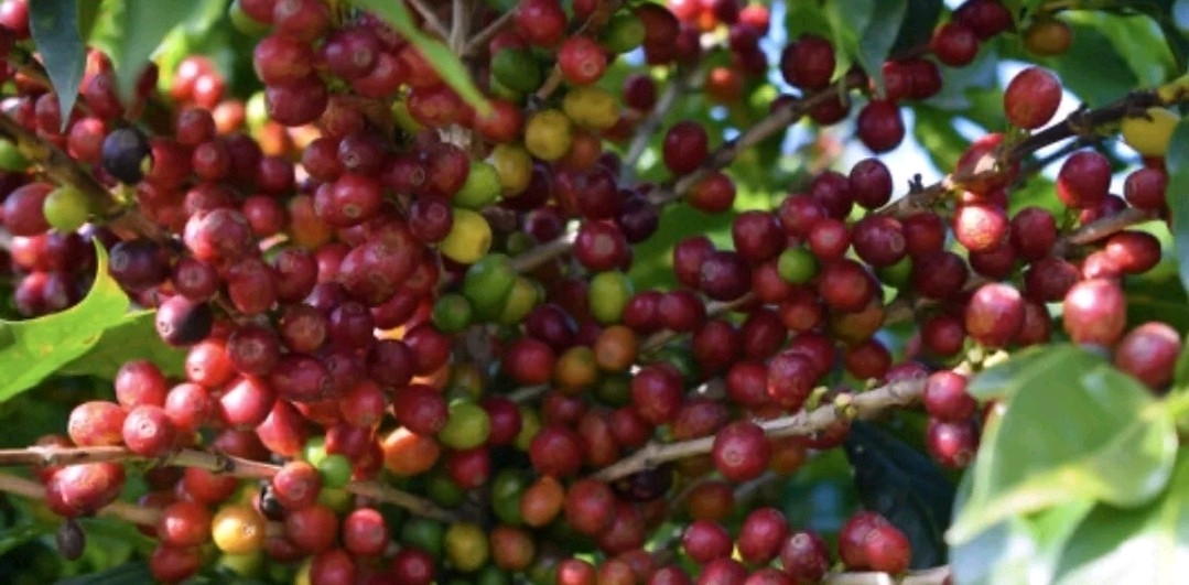 Coffee