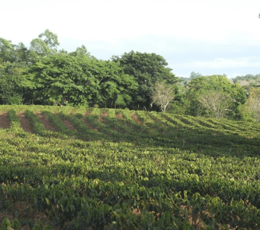 Costa Rica Cafetico – Single Origin – Caturra-Catuai varietal – Medium Roast