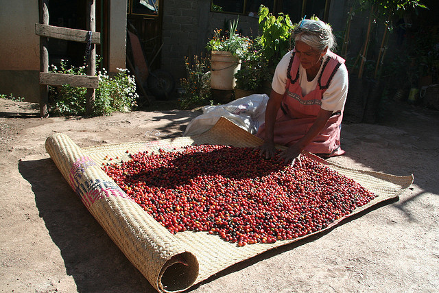 MEXICAN CARAMEL OAXACA COFFEE BEANS MEDIUM ROASTED 5 POUNDS