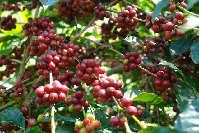 5, 10 LB SINGLE ORIGIN EAST TIMOR FRESH ROASTED COFFEE LIMITED SUPPLY – ORGANIC