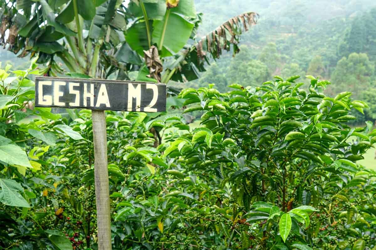 PANAMA GEISHA MEDIUM COFFEE BEANS ROASTED 2 POUNDS