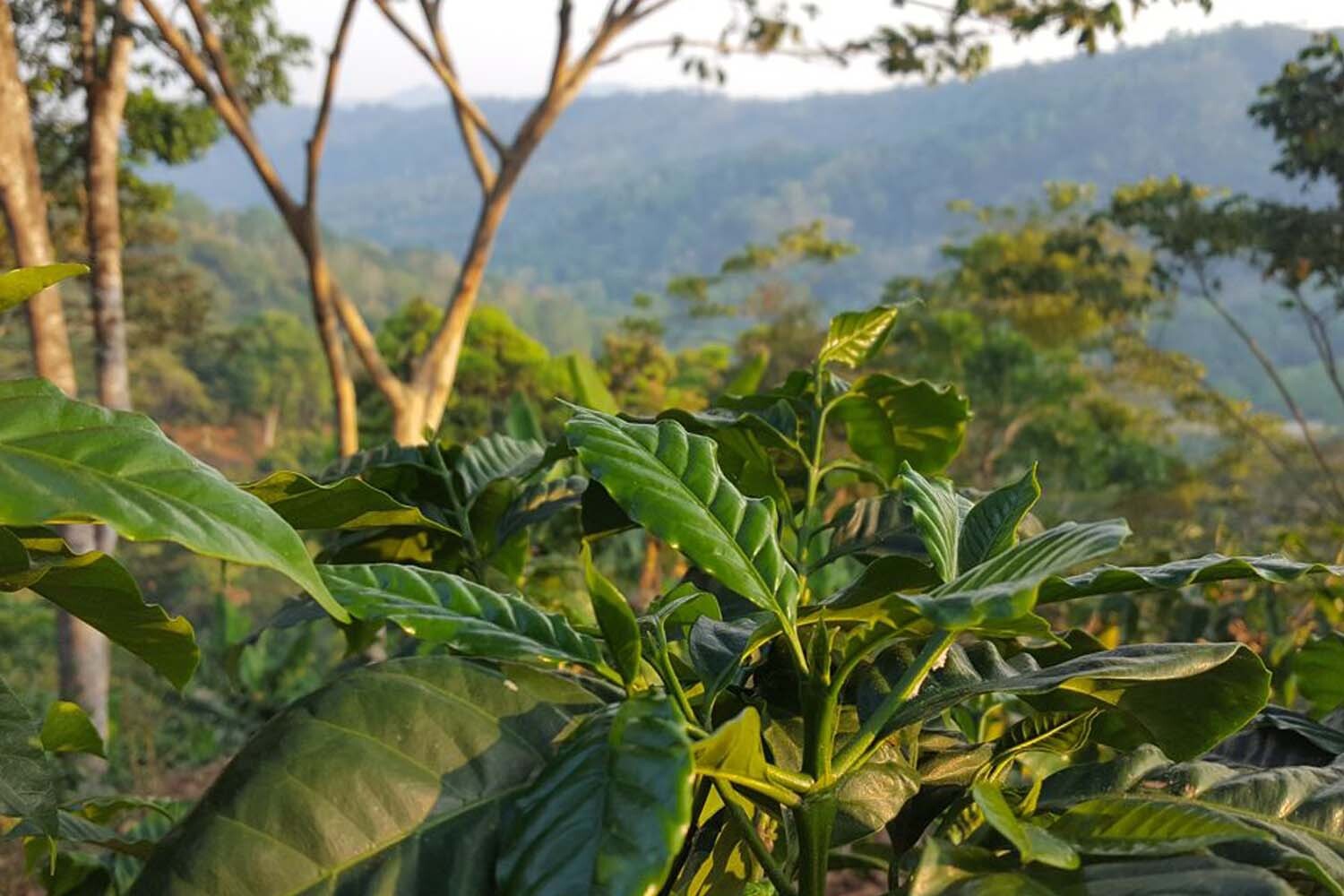 2lb/40lb – Nicaragua – Specialty Grade – Premium Unroasted Green Coffee Beans