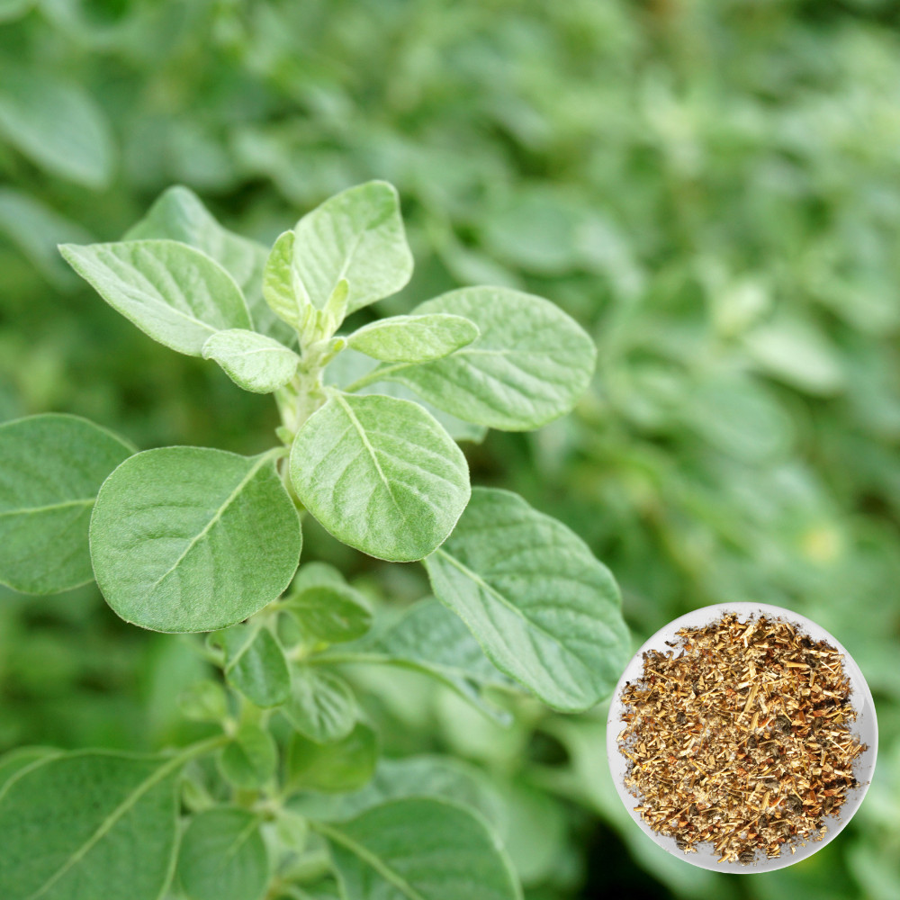 Polpala Aerva lanata Ancient Ceylonese Herb for Modern Wellness Benefits 50g