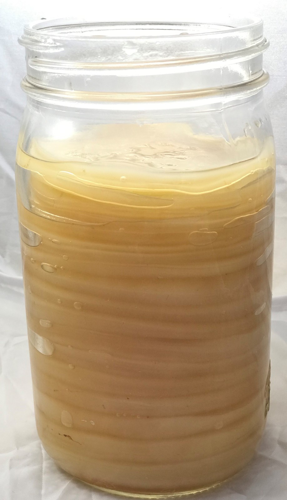 IBIV Live Organic Kombucha Scoby Over 1/4 Cup Strong Starter Tea 3.2′- 4″ SCOBY