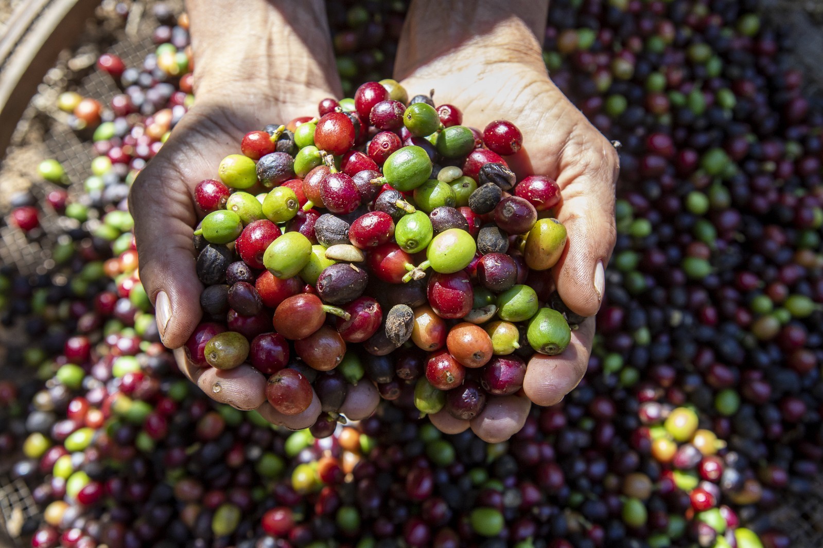 Kenya Green Coffee Beans – AA Grade – Premium Unroasted – Bright and fruity