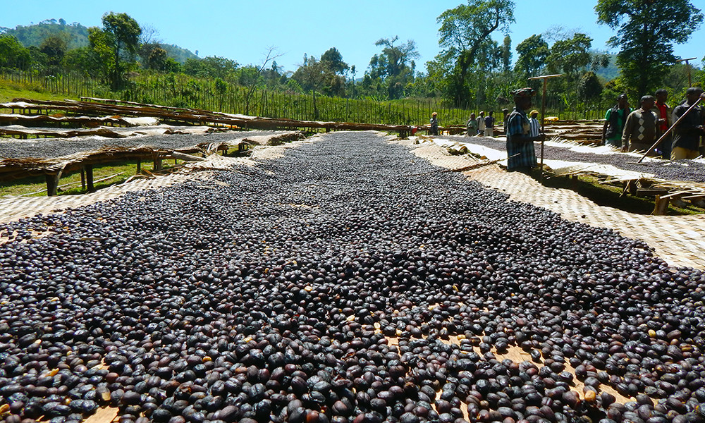 3 BEAN ESPRESSO COFFEE BEANS DARK ROASTED 5 POUNDS