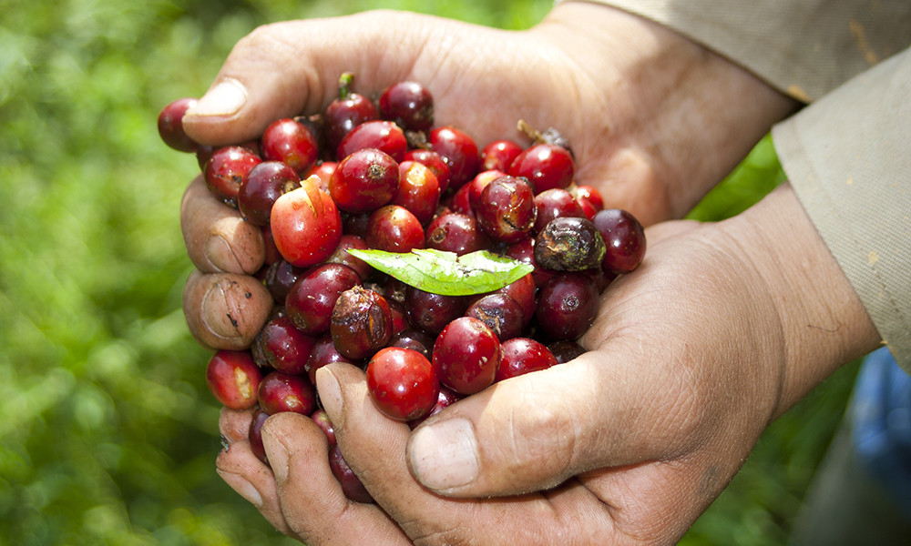 SUMATRA ESPRESSO DARK ROASTED COFFEE BEANS 5 POUNDS IN 1 POUND BAGS