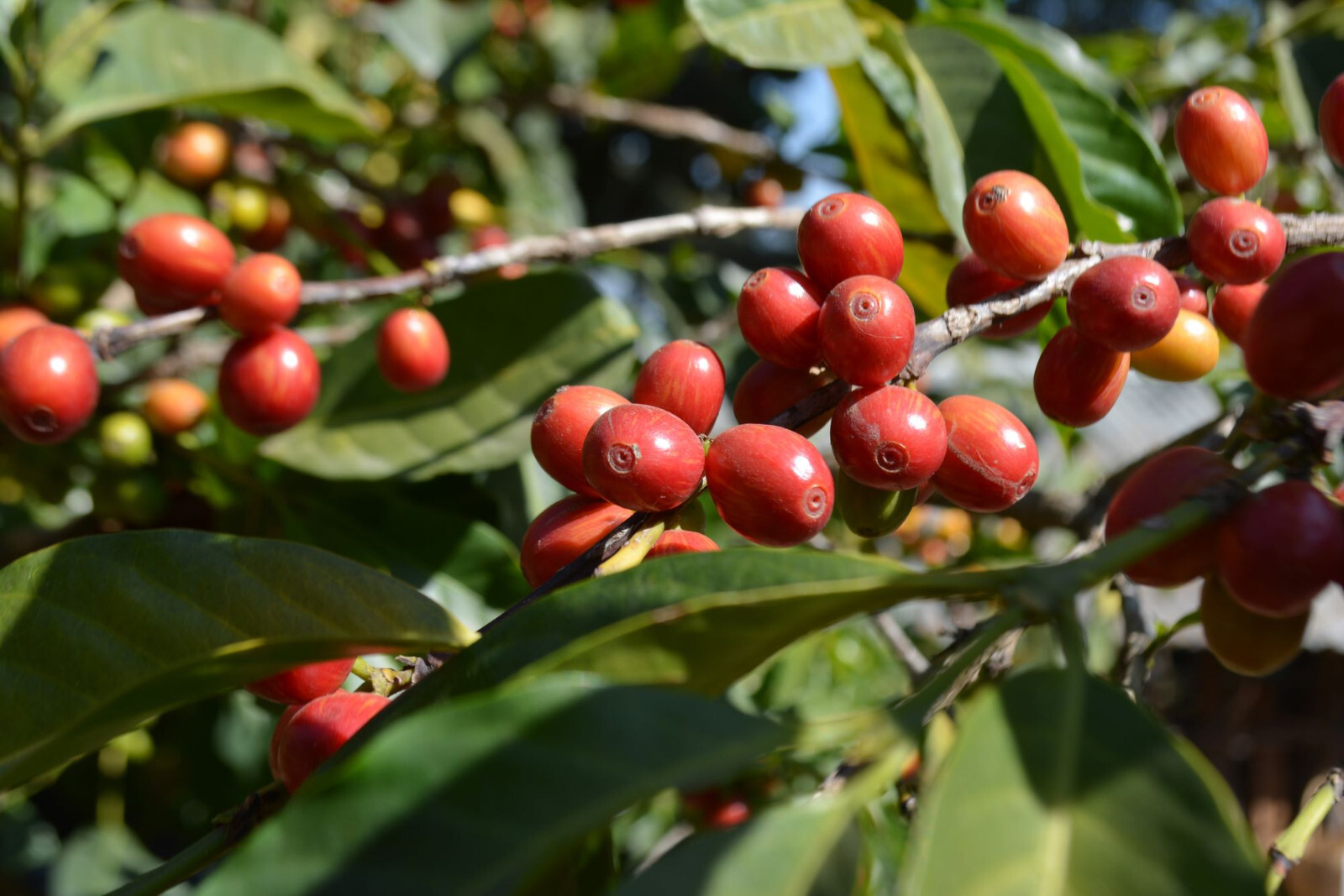 ETHIOPIA YIRGACHEFFE – Premium Specialty Coffee – Unroasted Green Beans Roaster