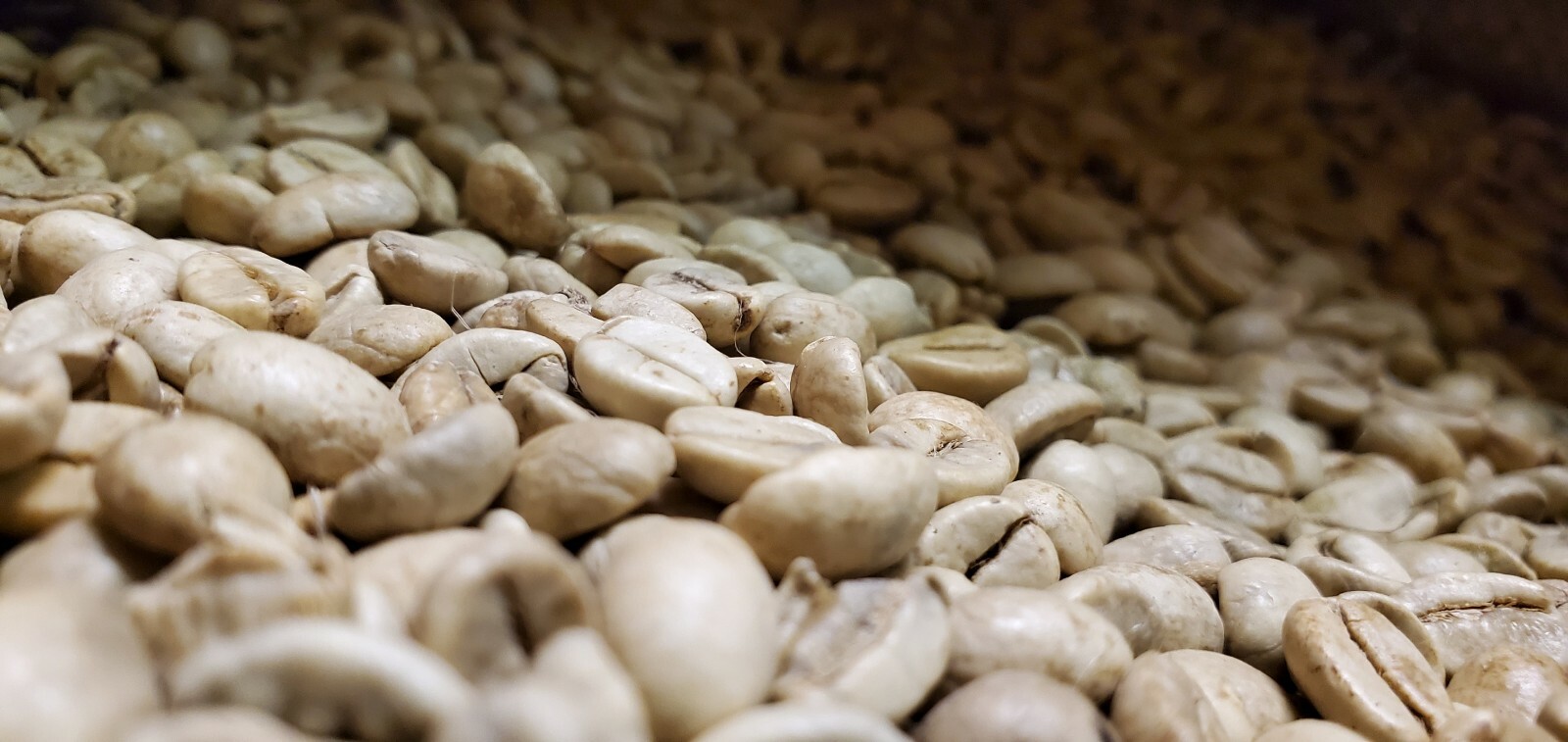 5 LB INDIA MONSOON MALABAR MONSOONED UNROASTED GREEN COFFEE BEANS – ARABICA