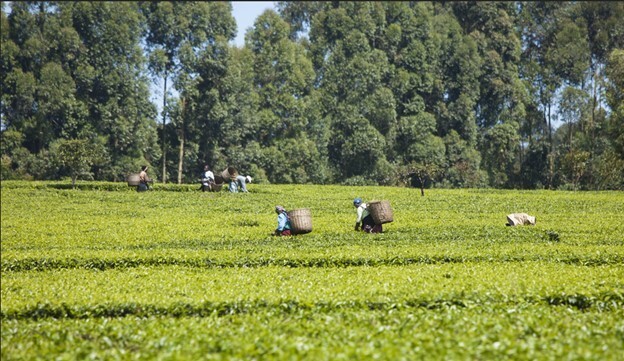 JANO TEA – 100% Natural Premium Orthodox Yellow Tea