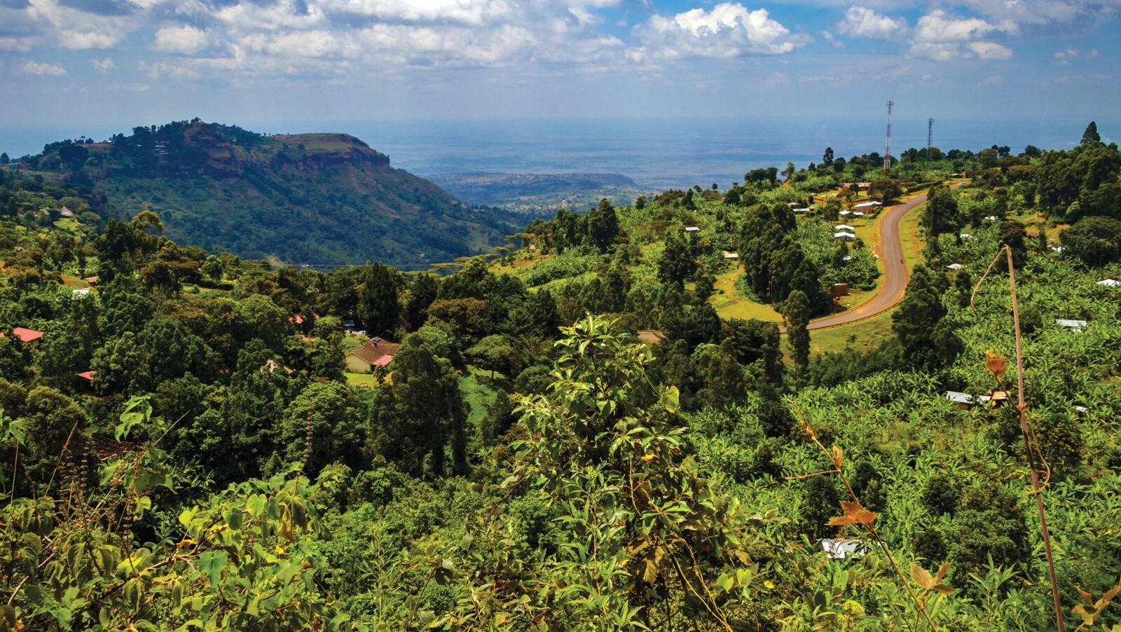 Kenya AA Coffee Beans – Fresh Roasted to Order