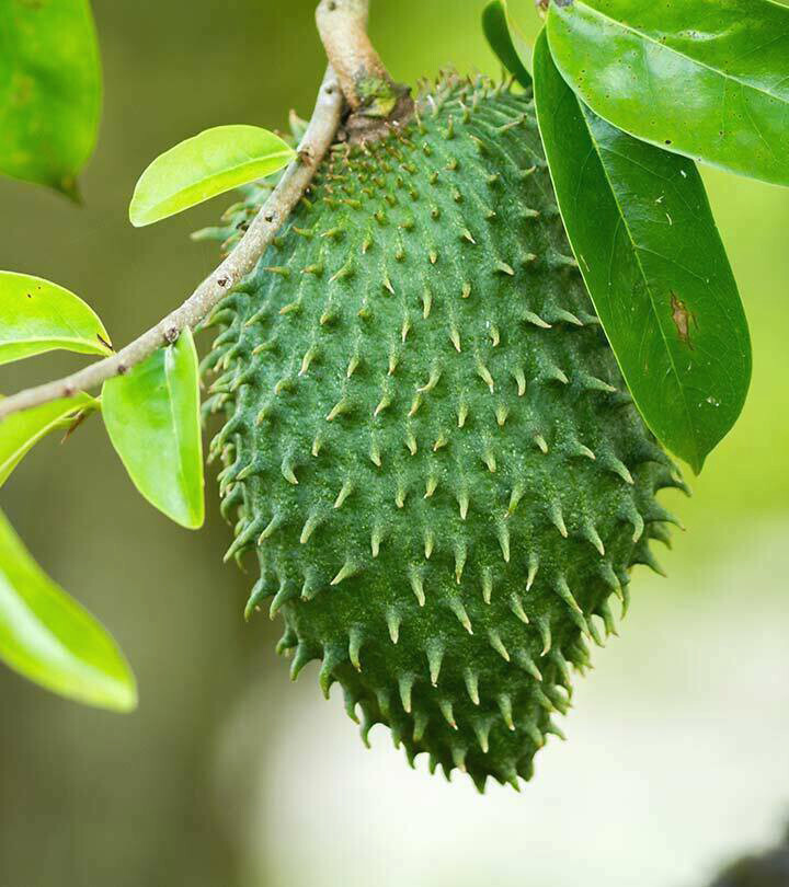Soursop Graviola Pure Leaf Tea by YOKABA – 50 TEA BAGS – Annona Muricata