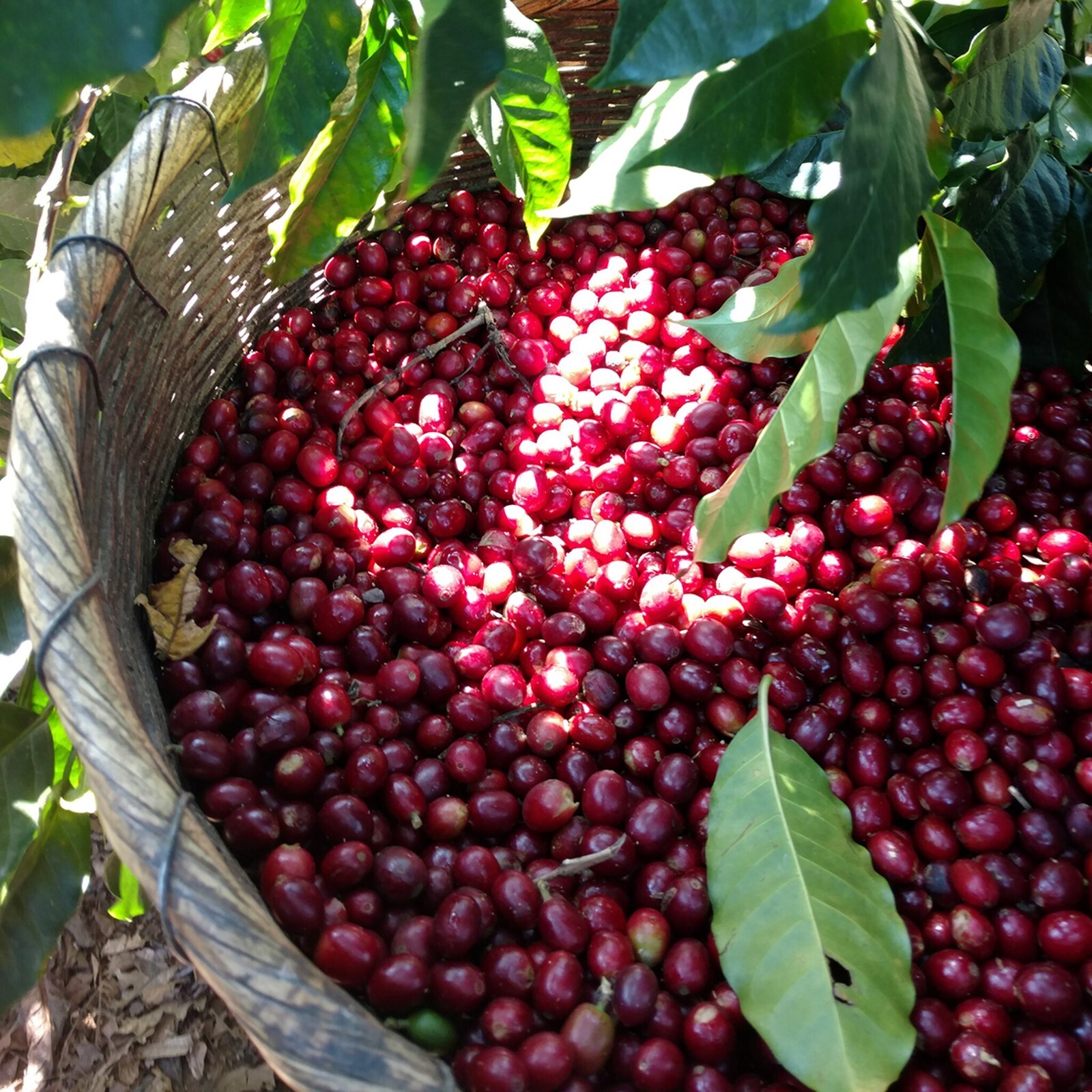 5 BEAN ESPRESSO COFFEE BEANS DARK ROASTED 2 POUNDS