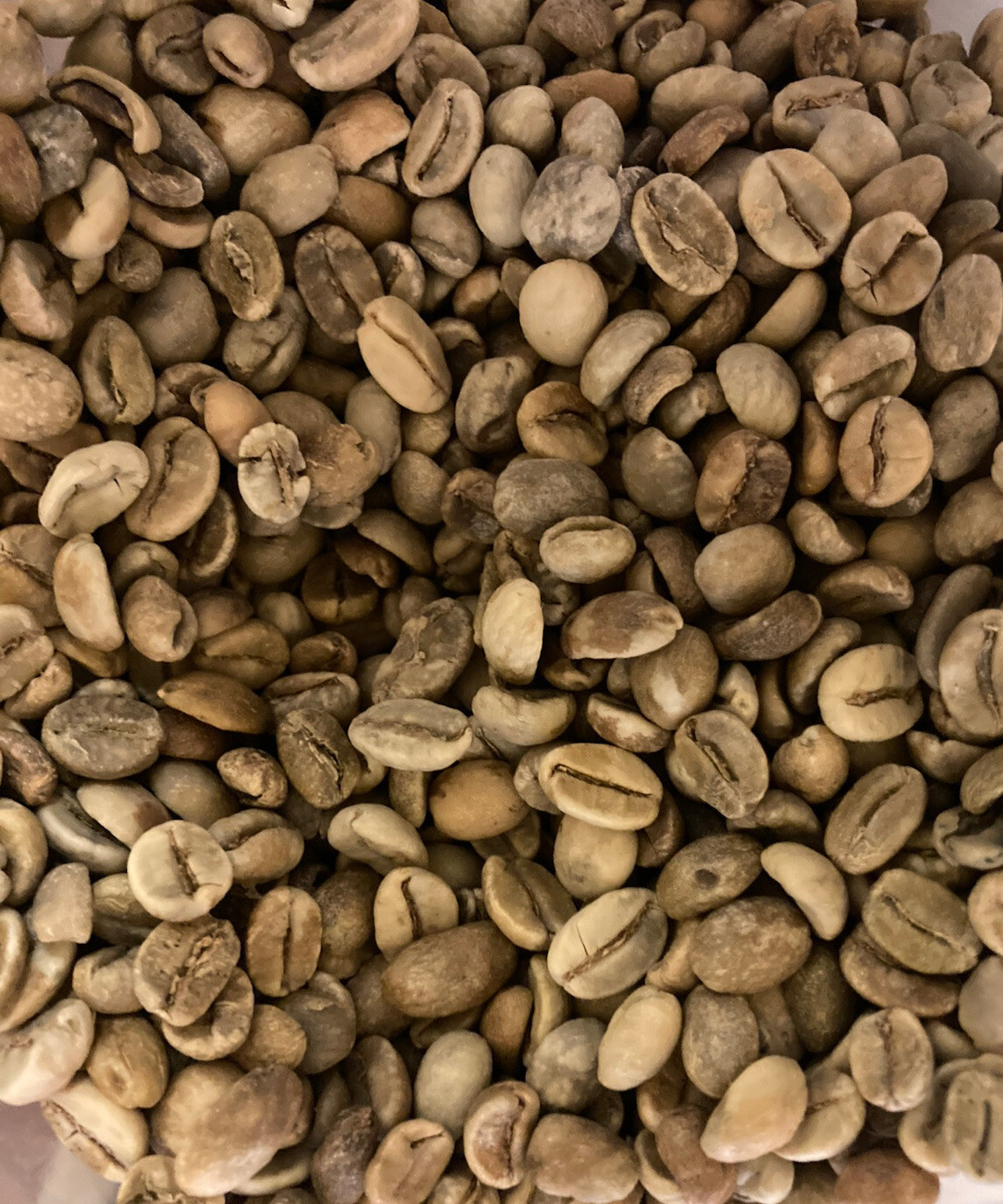 5 LBS VENEZUELAN VENEZUELA MARACAIBOS UNROASTED GREEN COFFEE BEANS – ARABICA