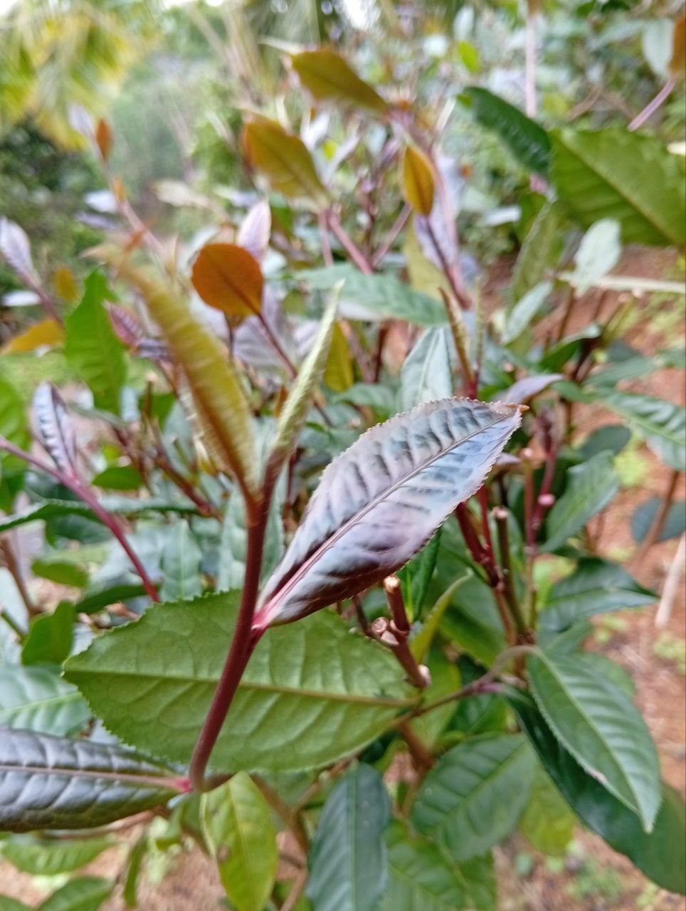 Best Ceylon Silver While Tea Dried Leaves 75 Handpicked Natural Strong & Quality