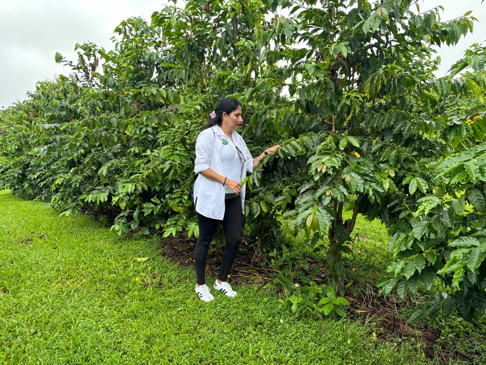 100% HAWAIIAN KONA COFFEE BEAN DARK ROASTED 2, 4, 6, 10 POUNDS IN 1 POUND BAGS