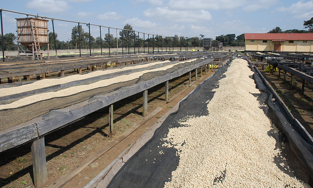 ITALIAN ESPRESSO COFFEE BEANS DARK ROASTED DAILY 2 POUNDS