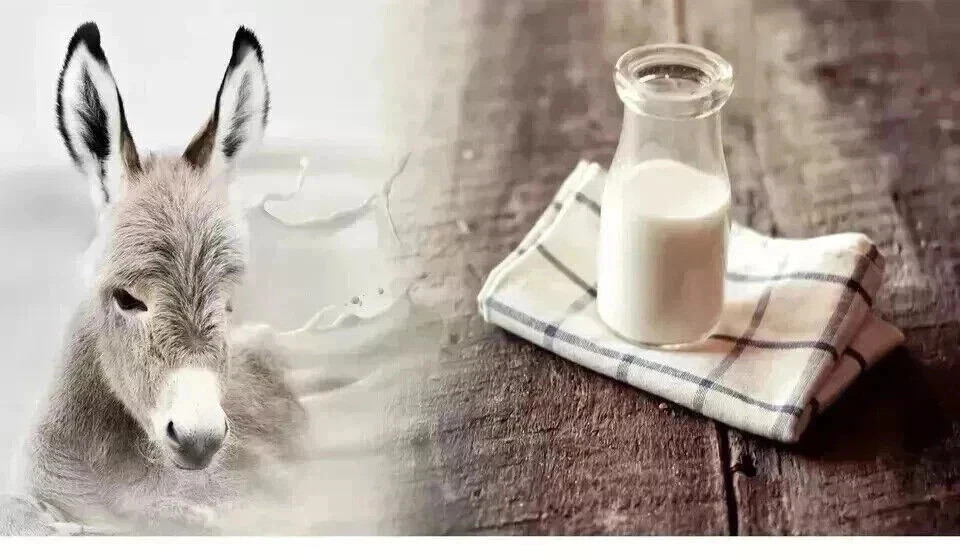 NATURAL DONKEY FREEZE DRIED MILK POWDER ORGANIC (50GM to 1000GM)